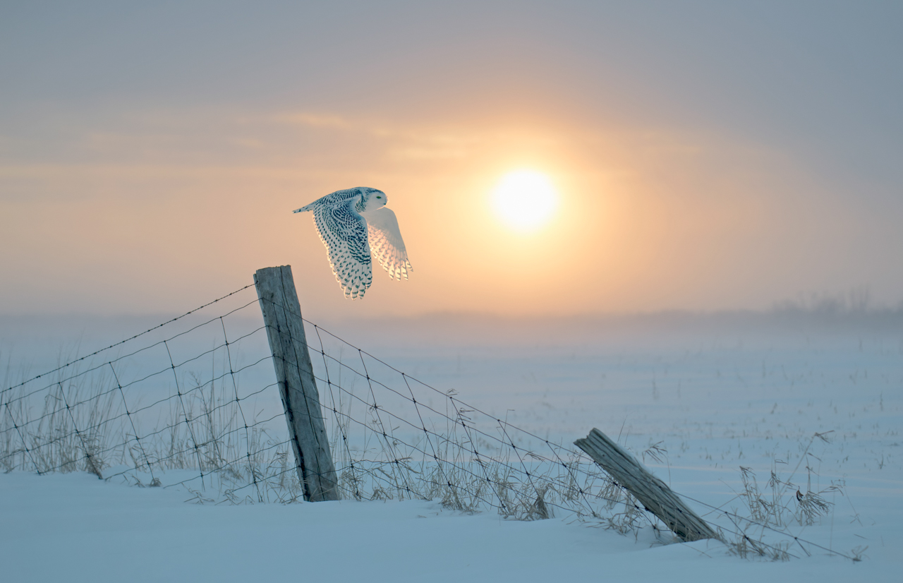 snowy-owl-flight-at-dawn